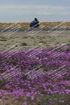 media/Jan-14-2023-SoCal Trackdays (Sat) [[497694156f]]/Turn 14 Exit Bloomig (145pm)/
